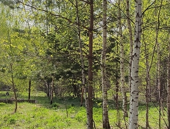 весна